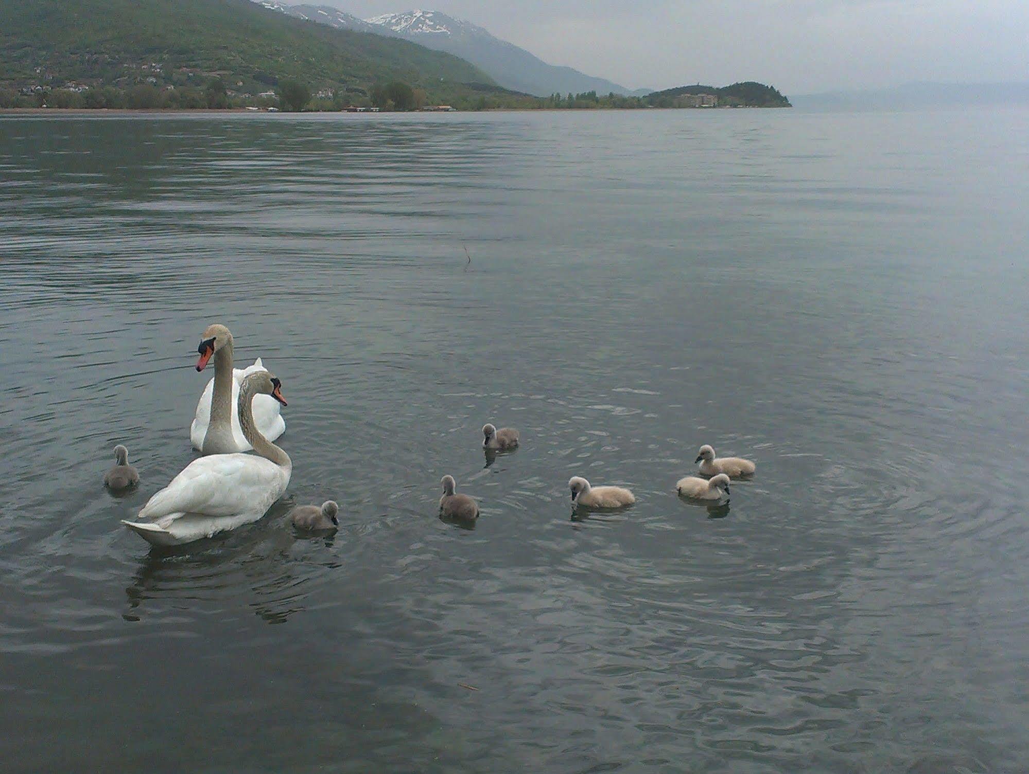 Vila Kosta City Center Port Ohrid Exteriör bild